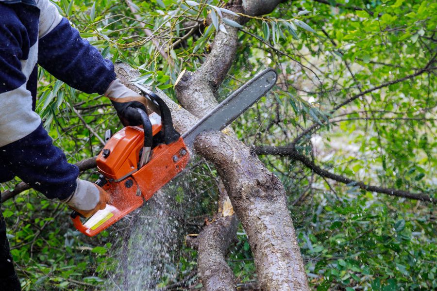 Atouts d'Elagage et abatage d'arbres à Albias