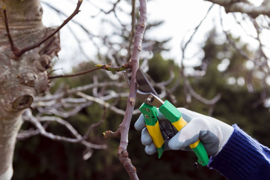 Points Positifs d'Elagage et abatage d'arbres à Albias