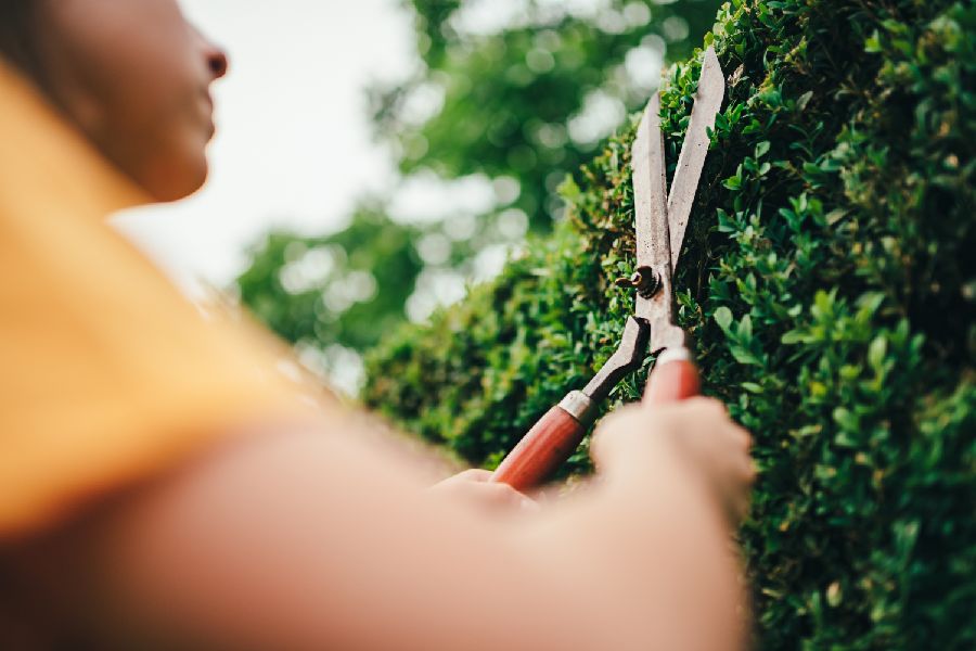 Points Positifs de Taille de haies et d'arbres à Grisolles