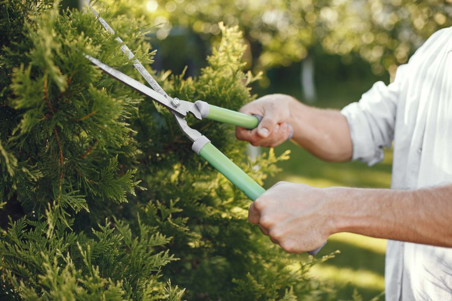 Taille de haies et d'arbres à Grisolles